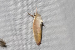 Ptyoptila matutinella