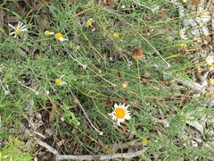 Erigeron modestus