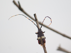 Trachyderes succinctus