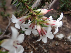 Epacris cerasicollina