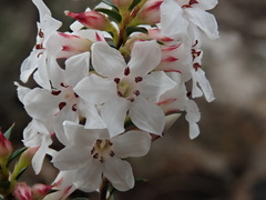 Epacris cerasicollina