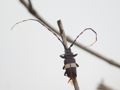 Trachyderes succinctus