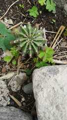 Cactoideae