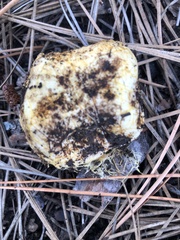 Rhizopogon luteorubescens