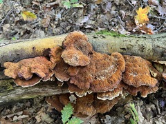 Mensularia radiata