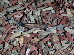 Trimerotropis verruculata