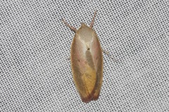 Ptyoptila matutinella