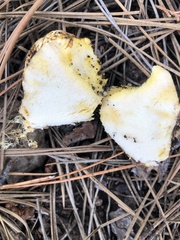 Rhizopogon luteorubescens