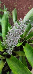Aechmea mexicana