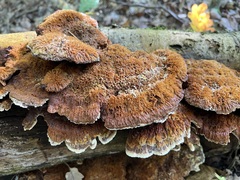 Mensularia radiata