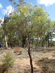 Eucalyptus amygdalina