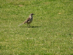 Mimus saturninus