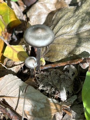 Mycena polygramma