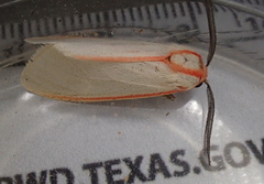 Pygarctia spraguei