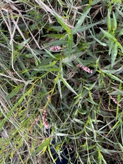 Persicaria elatior