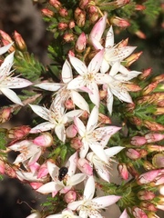 Calytrix tetragona
