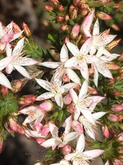 Calytrix tetragona