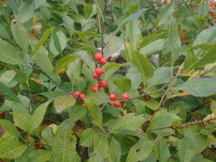 Ilex verticillata