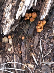 Xeromphalina enigmatica