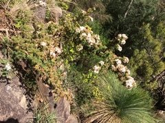 Calytrix tetragona