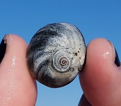 Neverita duplicata