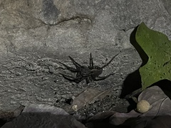 Lycosinae