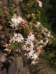 Calytrix tetragona