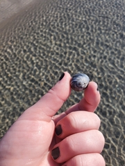 Neverita duplicata