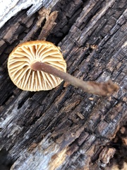 Xeromphalina enigmatica