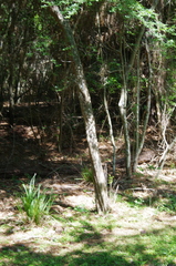 Crataegus spathulata