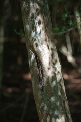 Crataegus spathulata