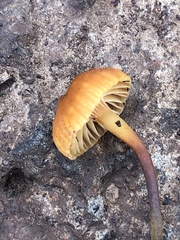 Xeromphalina enigmatica