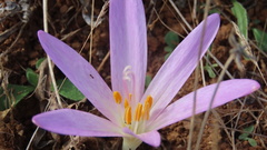 Colchicum lusitanum
