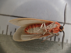 Pygarctia spraguei