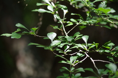 Crataegus spathulata