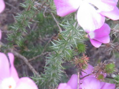 Linanthus californicus