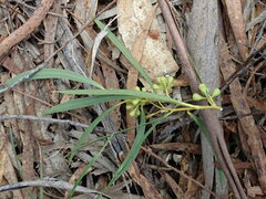 Eucalyptus amygdalina