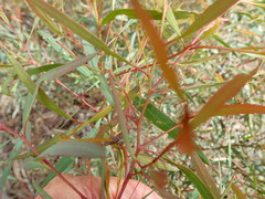Eucalyptus amygdalina