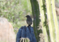 Toxostoma cinereum