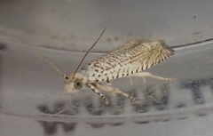 Eucosma argutipunctana