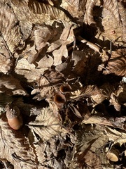 Ciboria batschiana