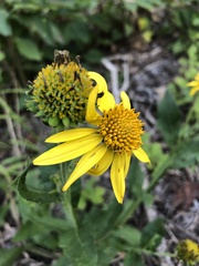 Verbesina helianthoides