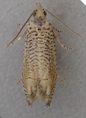 Eucosma argutipunctana