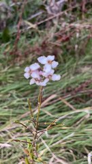 Diplotaxis erucoides