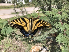 Papilio multicaudata multicaudata