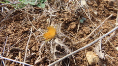 Carlina hispanica