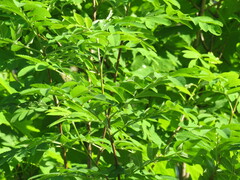 Sorbus aucuparia