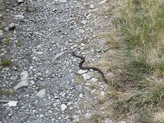 Trimeresurus gracilis