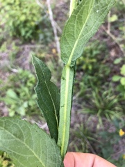 Verbesina helianthoides