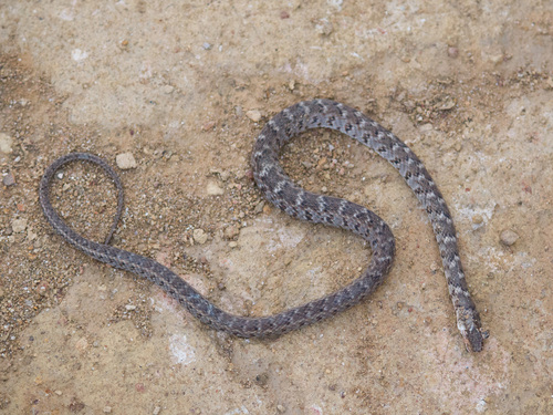 Photo of a Almaden Ground Snake (Erythrolamprus almadensis)